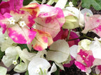 Chithra Cream Bougainvillea Flower Live Plant