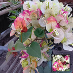 Chithra Cream Bougainvillea Flower Live Plant