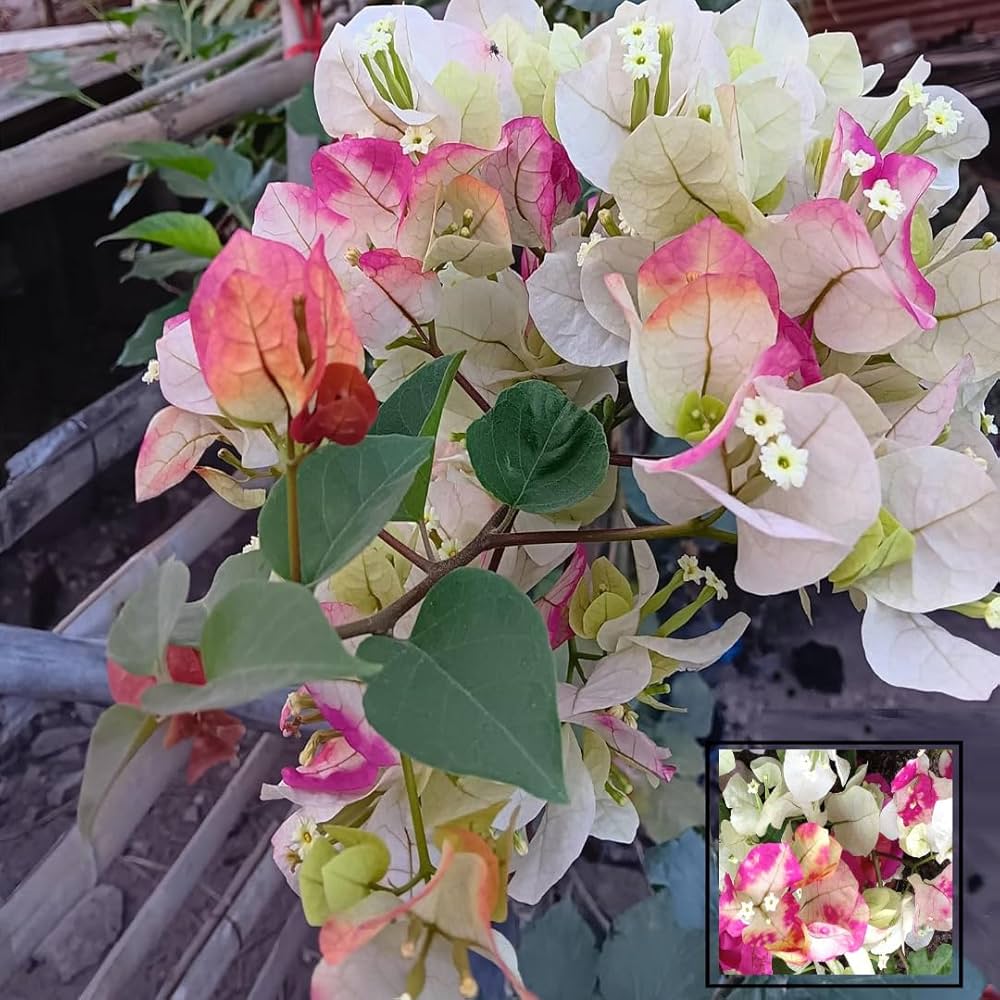 Chithra Cream Bougainvillea Flower Live Plant