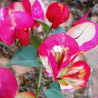 Chithra Cream Bougainvillea Flower Live Plant