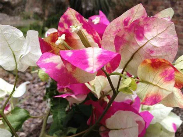 Chithra Cream Bougainvillea Flower Live Plant