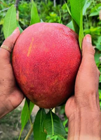All Time Hong Zhu Mango Hybrid Grafted Fruit Plant