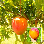 All Time Hong Zhu Mango Hybrid Grafted Fruit Plant