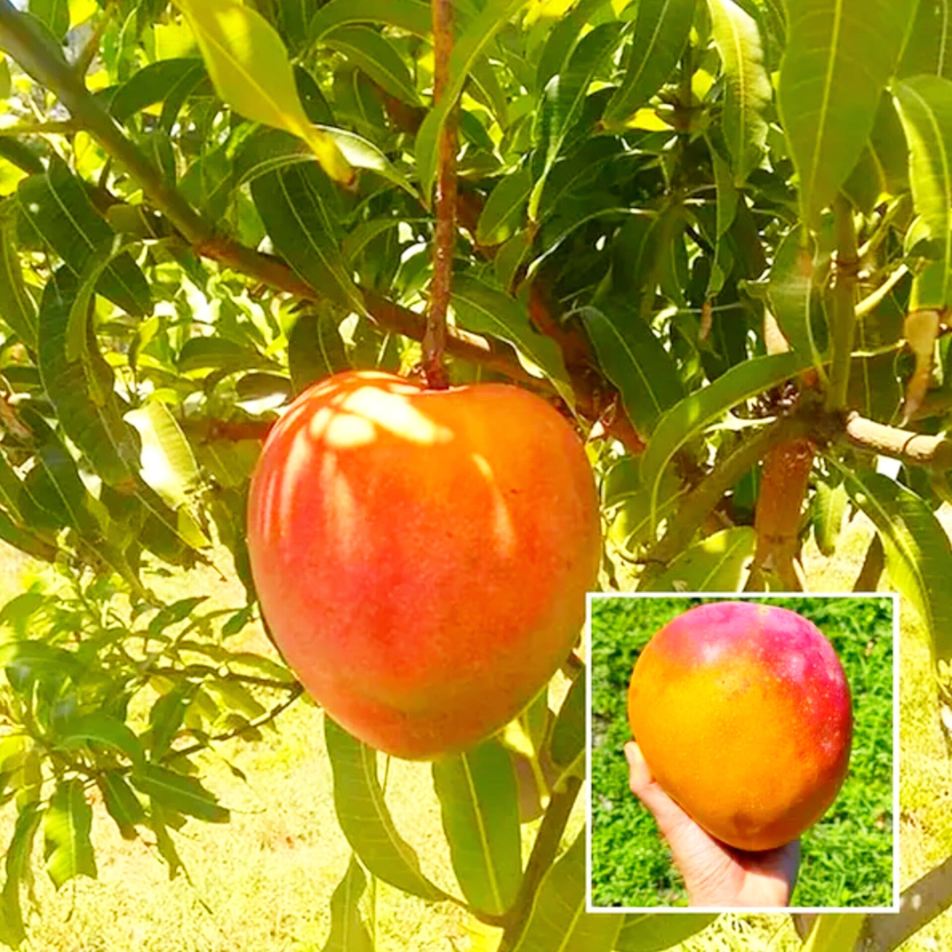All Time Hong Zhu Mango Hybrid Grafted Fruit Plant