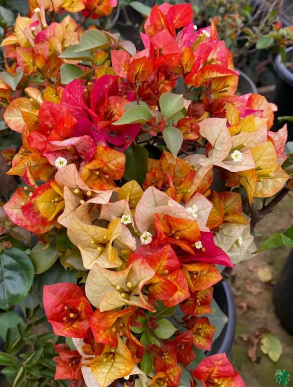Golden Chitra Bougainvillea Flower Live Plant