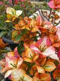 Golden Chitra Bougainvillea Flower Live Plant
