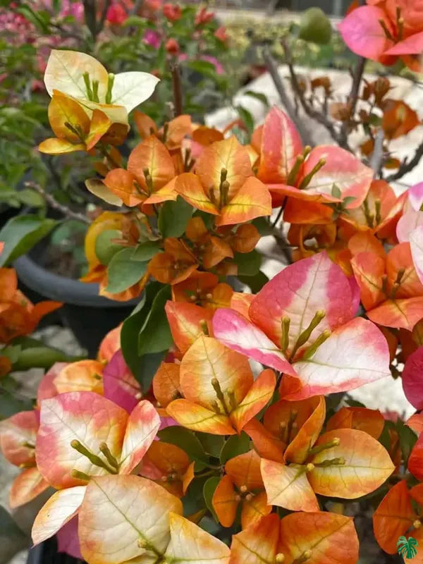 Golden Chitra Bougainvillea Flower Live Plant