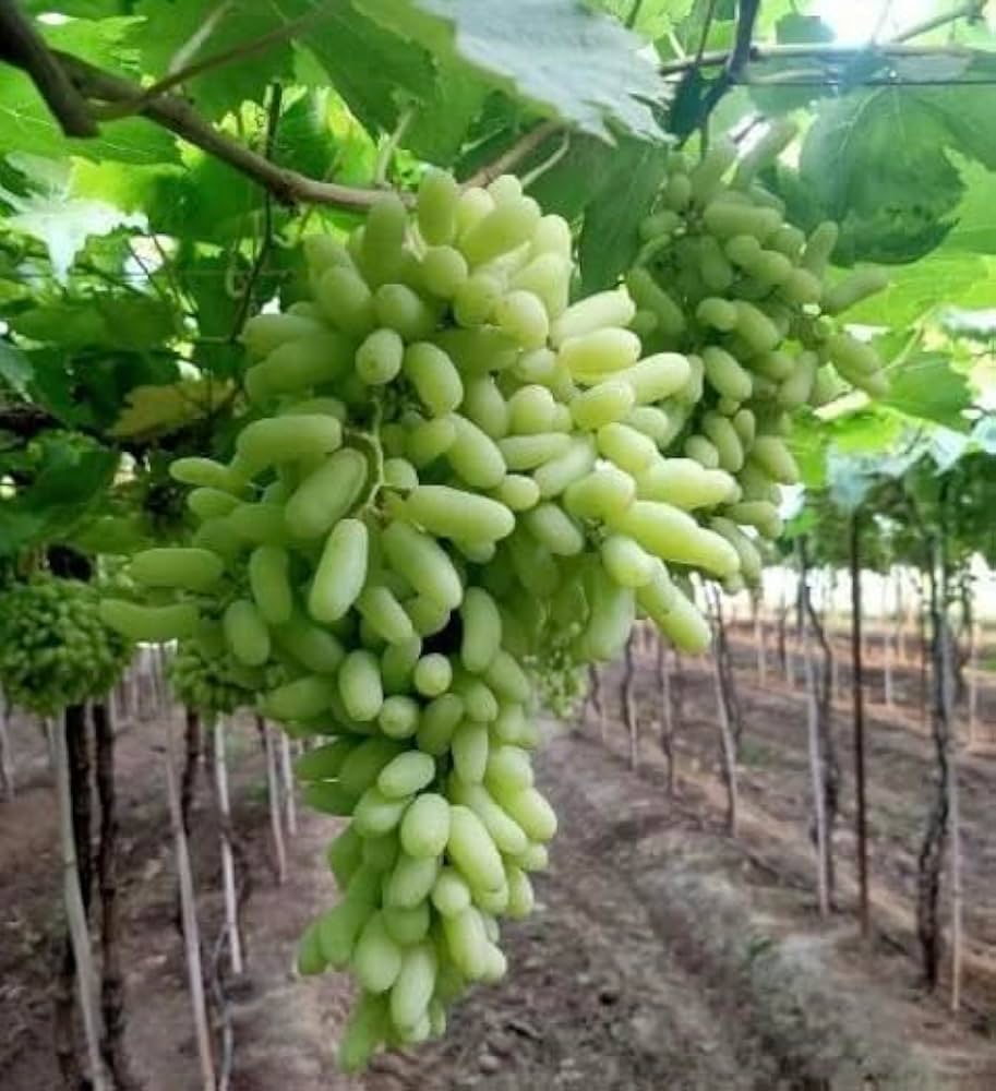 Thai Seedless Finger Grapes Hybrid Fruit Plant (pack Of - 1)