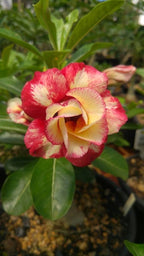 Adenium Hybrid Dwarf Variety Flower Plant (Pack Of - 1)