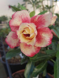 Adenium Hybrid Dwarf Variety Flower Plant (Pack Of - 1)
