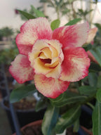 Adenium Hybrid Dwarf Variety Flower Plant (Pack Of - 1)