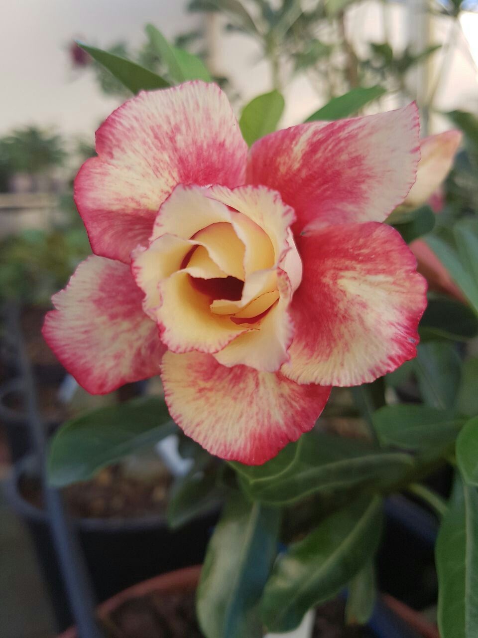 Adenium Hybrid Dwarf Variety Flower Plant (Pack Of - 1)