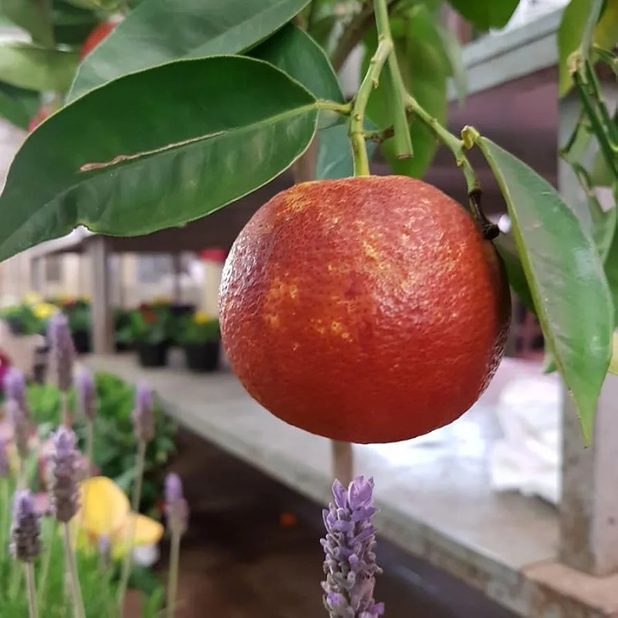 Moro Blood Orange/santara Hybrid Fruit Plant