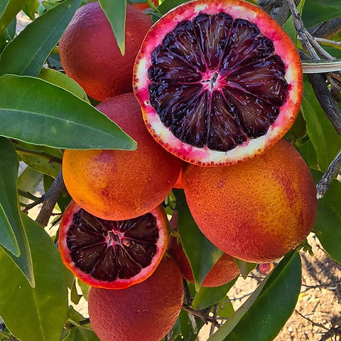 Moro Blood Orange/santara Hybrid Fruit Plant