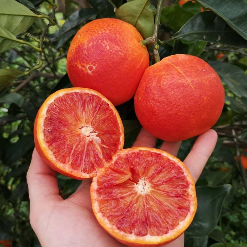 Moro Blood Orange/santara Hybrid Fruit Plant