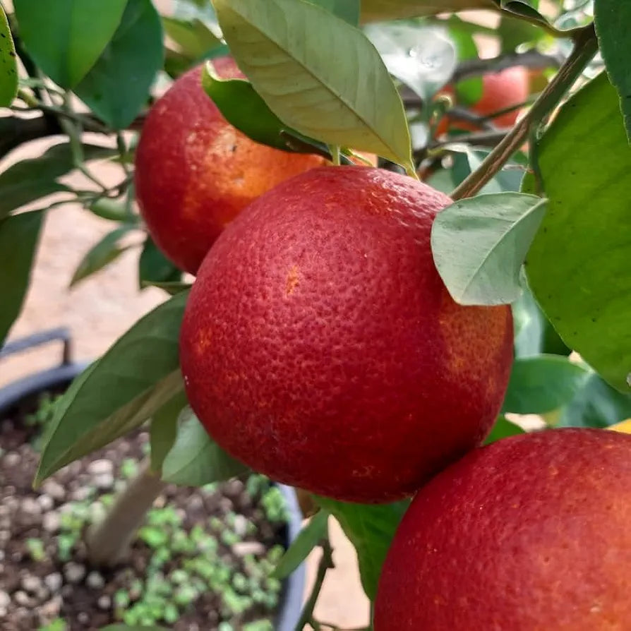Moro Blood Orange/santara Hybrid Fruit Plant