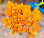 Moon Light Yellow Bougainvillea Flower Live Plant