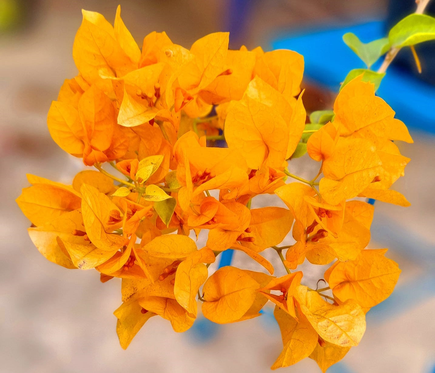 Moon Light Yellow Bougainvillea Flower Live Plant