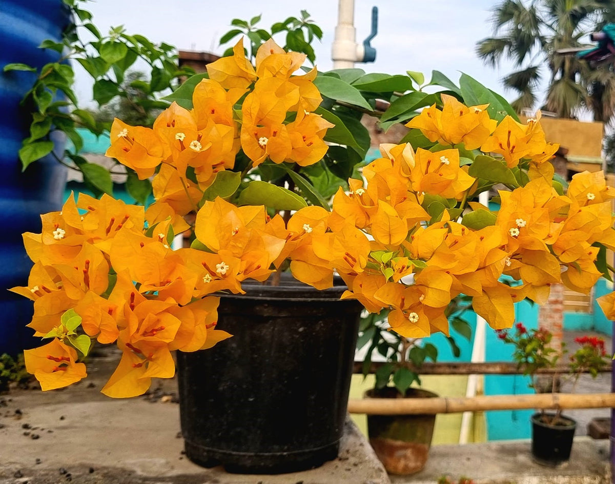 Moon Light Yellow Bougainvillea Flower Live Plant