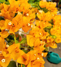 Moon Light Yellow Bougainvillea Flower Live Plant