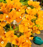 Moon Light Yellow Bougainvillea Flower Live Plant