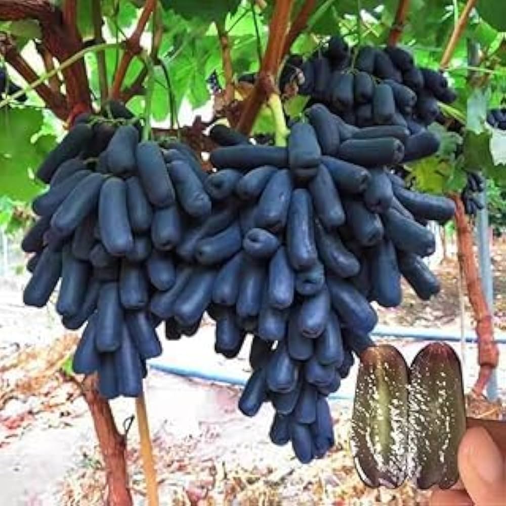 Thai Seedless Finger Grapes Hybrid Fruit Plant (air Learning Grafted)