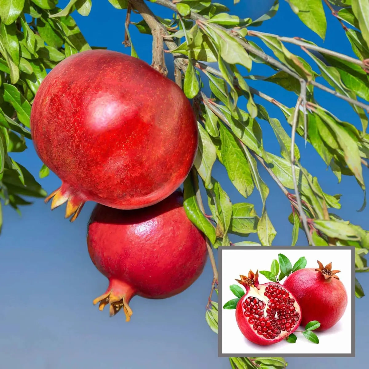 Malaysian Pomegranate/anar Hybrid Fruit Plant