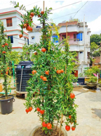 Malaysian Pomegranate/anar Hybrid Fruit Plant