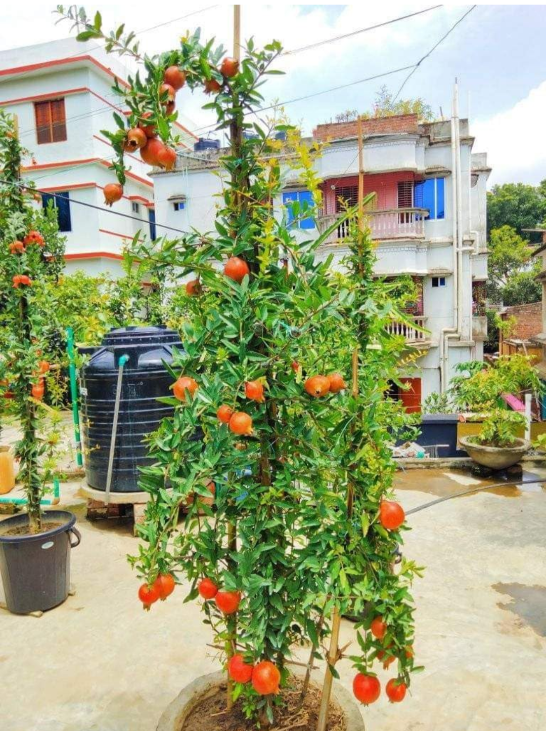 Malaysian Pomegranate/anar Hybrid Fruit Plant