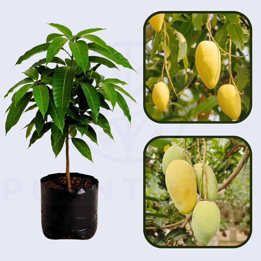 Thai All Time Katimon Mango Grafted Fruit Plant