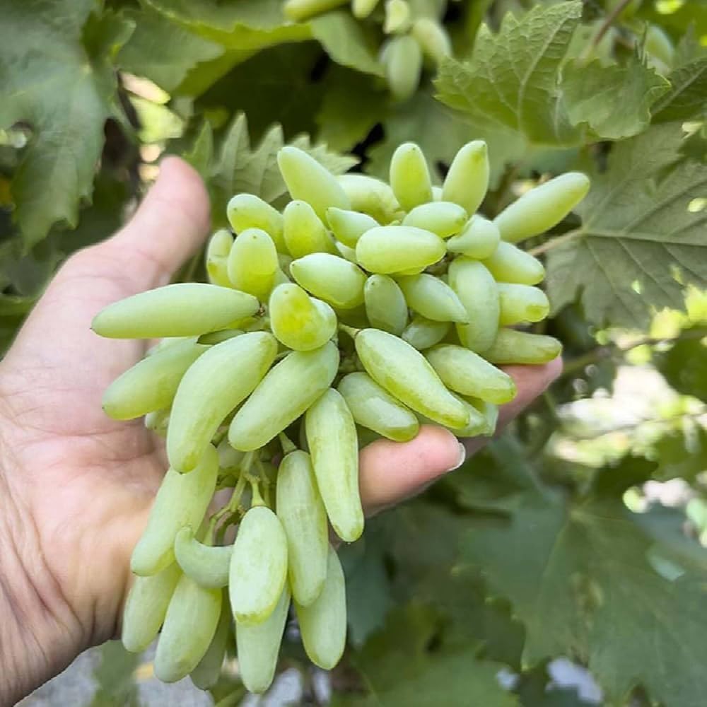 Thai Seedless Finger Grapes Hybrid Fruit Plant (pack Of - 1)