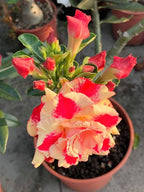 Adenium Hybrid Dwarf Variety Flower Plant (Pack Of - 1)