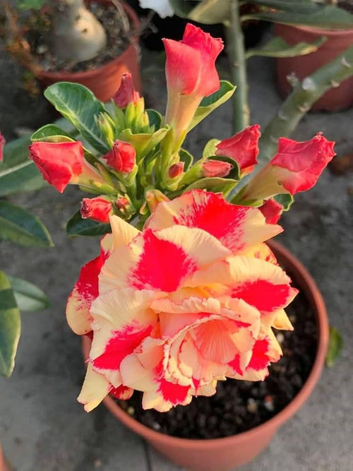 Adenium Hybrid Dwarf Variety Flower Plant (Pack Of - 1)
