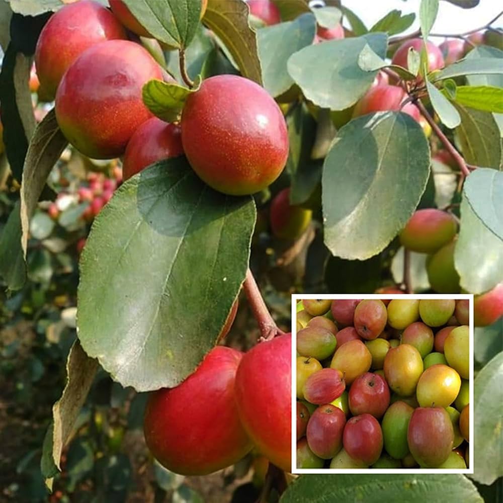 Thai Apple Ber Grafted Fruit Plant