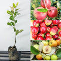 Thai Apple Ber Grafted Fruit Plant