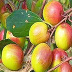 Thai Apple Ber Grafted Fruit Plant
