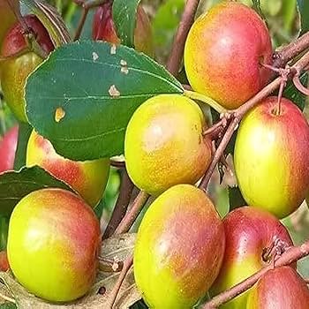 Thai Apple Ber Grafted Fruit Plant