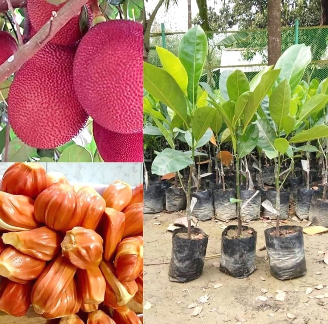 All Time Pink Jackfruit Hybrid Fruit Plant (grafted)