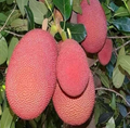 All Time Pink Jackfruit Hybrid Fruit Plant (grafted)