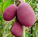 All Time Pink Jackfruit Hybrid Fruit Plant (grafted)