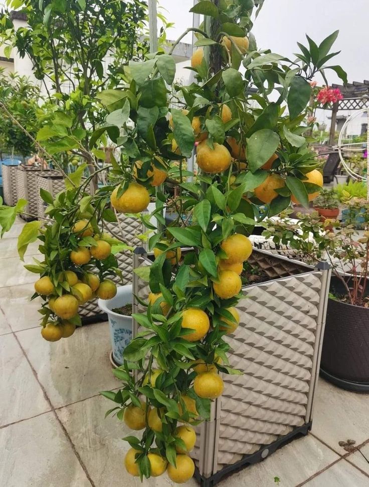 Mandarin Sweet Orange/santra Grafted Fruit Plant