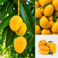 Alponcho Mango Grafted Fruit Plant