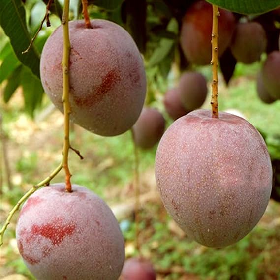 Thai Apple Mango Hybrid Grafted Dwarf Varieties Fruit Plant (Pack Of - 1)