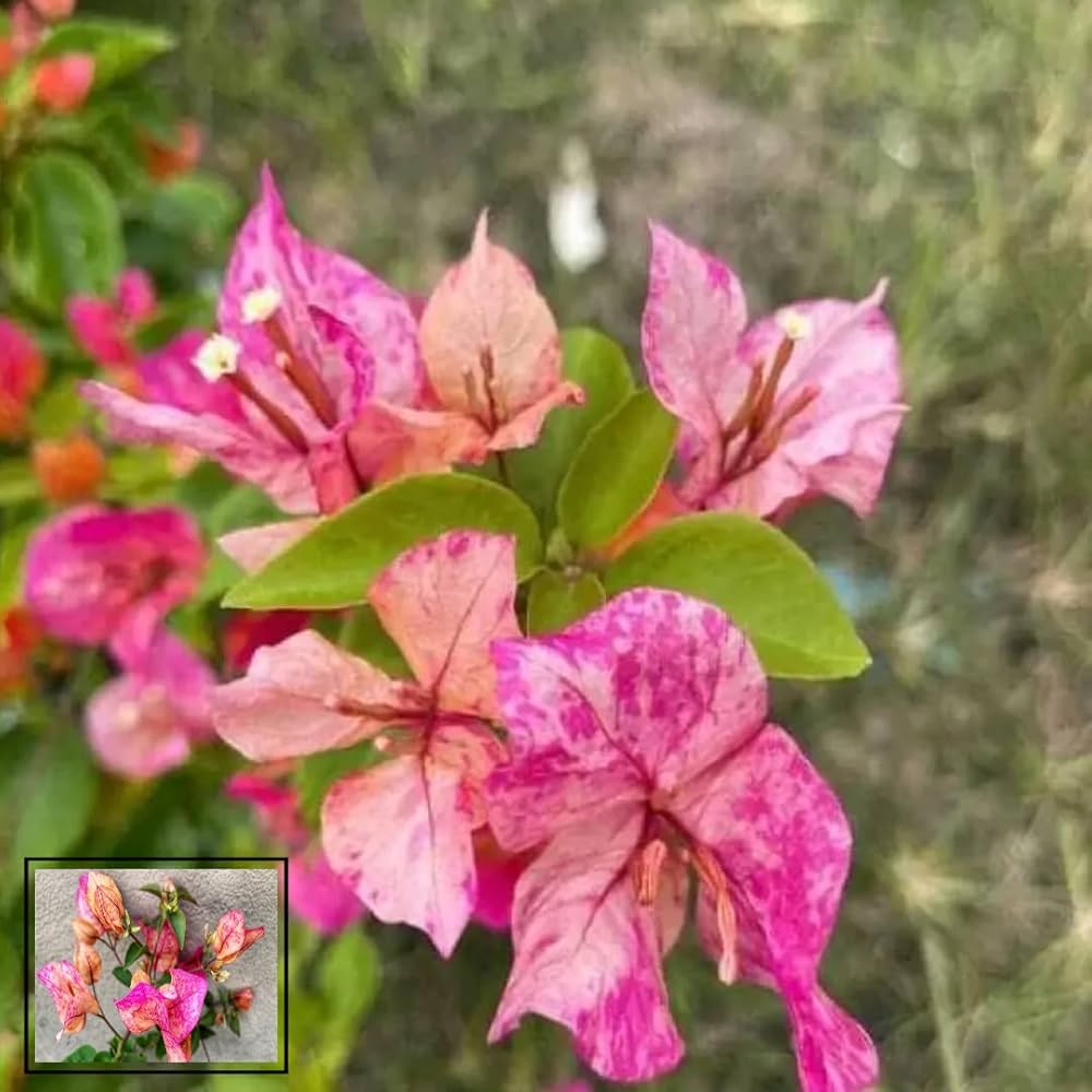 Black Monalisa Bougainvillea Flower Live Plant