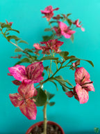Black Monalisa Bougainvillea Flower Live Plant