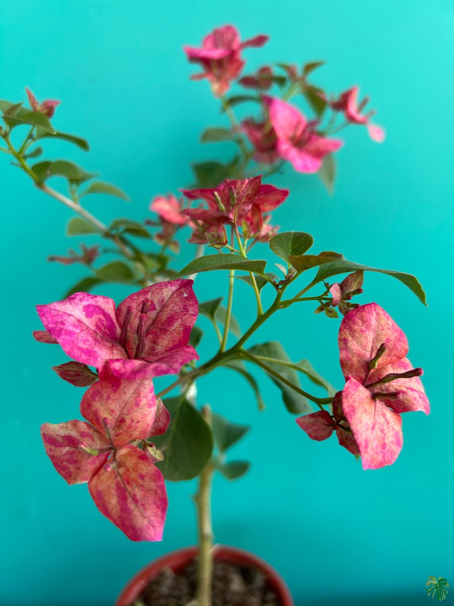 Black Monalisa Bougainvillea Flower Live Plant