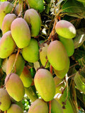 Thai R2e2 Grafted Mango Fruit Plant