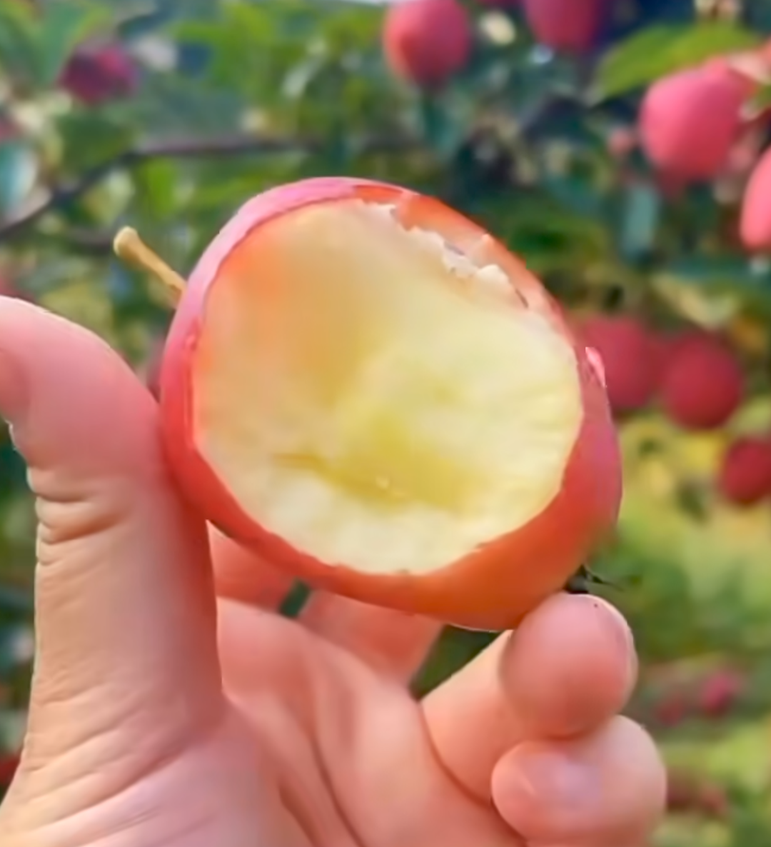 American Craft Apple Hybrid Fruit Air Learning Plant (pack Of - 1)