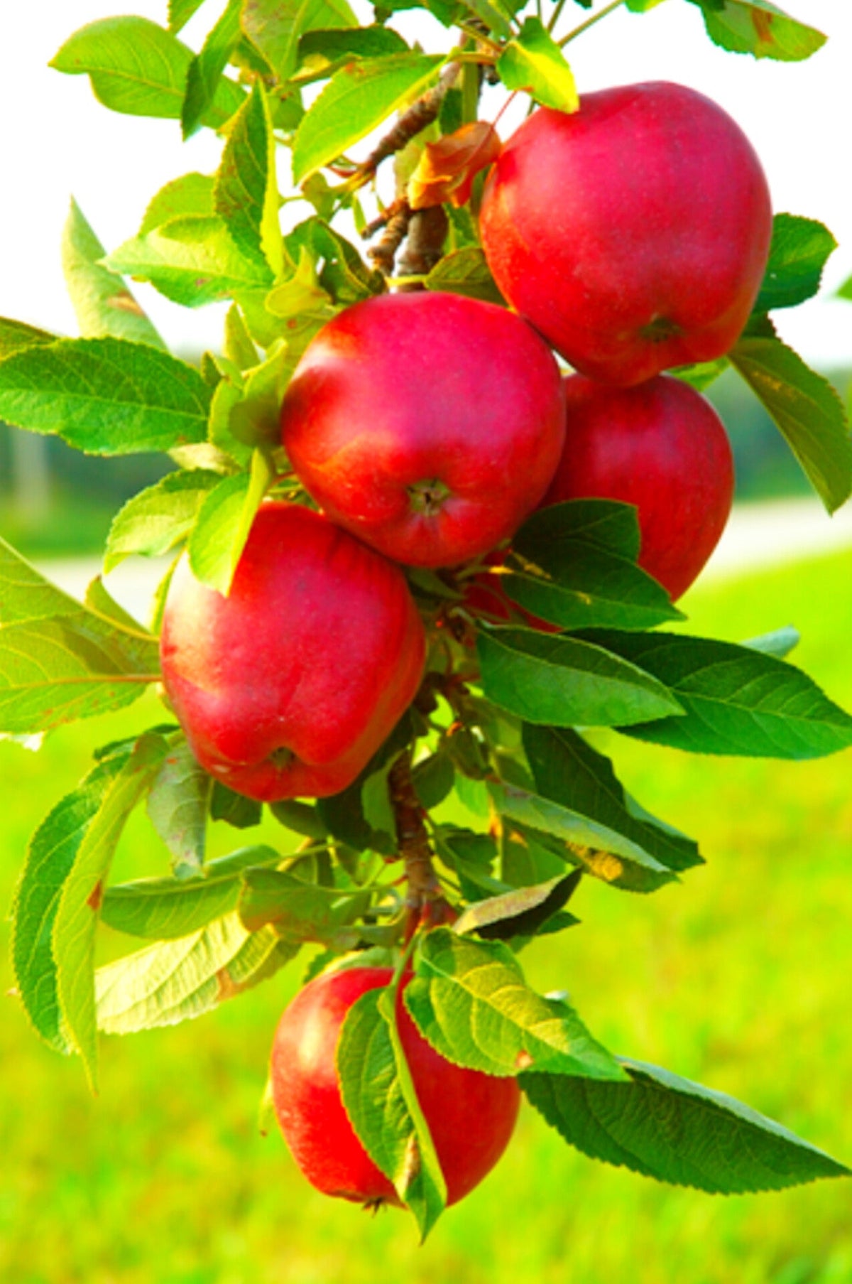 American Craft Apple Hybrid Fruit Air Learning Plant (pack Of - 1)