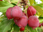 American Craft Apple Hybrid Fruit Air Learning Plant (pack Of - 1)